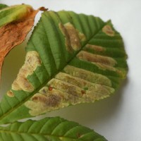 Horse Chestnut Leaf Miner